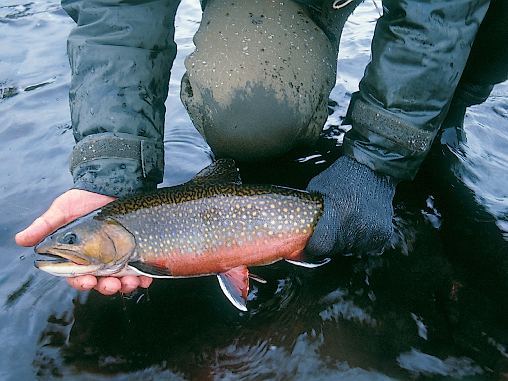 Huge Trophy Brook Trout In The Labrador Wilderness - Newfoundland And ...