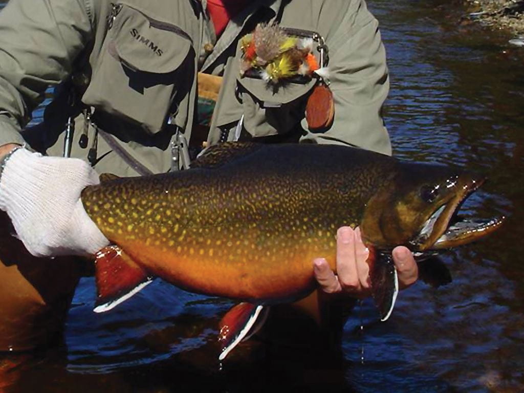 World-Class Brook Trout of Newfoundland and Labrador - Newfoundland and  Labrador, Canada